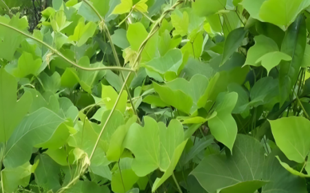 深山葛根致少年:深根細作必光芒