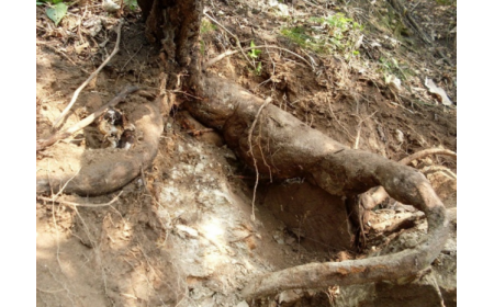 葛根粉：認(rèn)準(zhǔn) 10 年黃金期，拒絕 “年份噱頭”