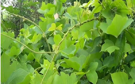 七夕寵妻狂魔就選它！二月風(fēng)雙有機野生葛根粉，健康又有文化味 